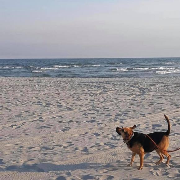 Meet your Posher, Libby - Picture 1 of 1